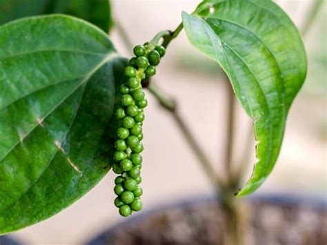 How To Grow Black Pepper Plant Growing Peppercorn Black Pepper Plant