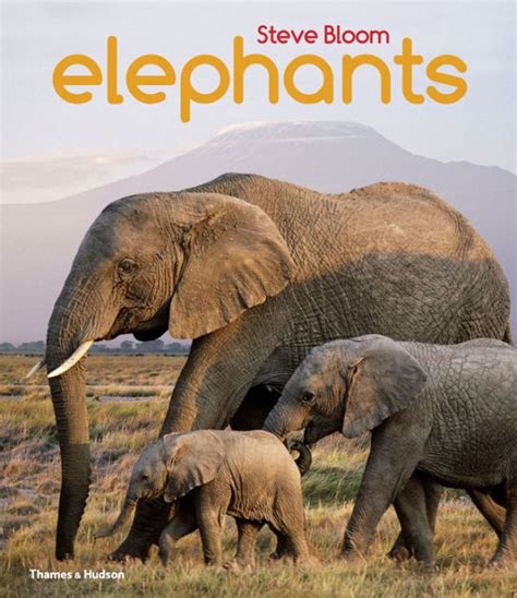 Elephants A Book For Children By Steve Bloom Paperback Barnes And Noble