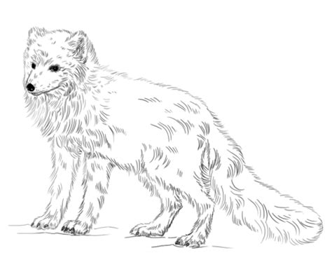 Dieses ausmalbild können sie kostenlos herunterladen und in hochauflösung. Arctic Fox Coloring page | Hibernation/migration ...