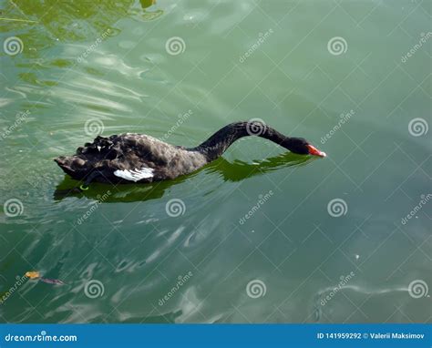 Black Swan Floating In The City Pond Stock Photo Image Of Individuals