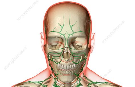 The Lymph Supply Of The Head And Face Stock Image F0015780