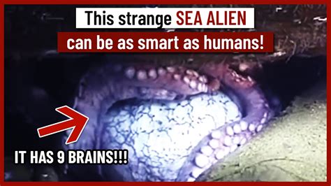 This Strange Sea Alien Can Be As Smart As Humans Youtube