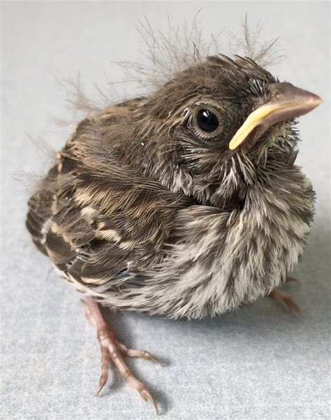 Chipping Sparrow