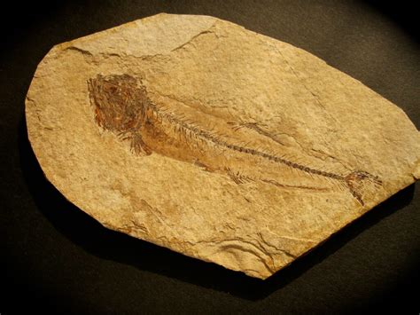 Scopeloides Oligocene Fish Fossil