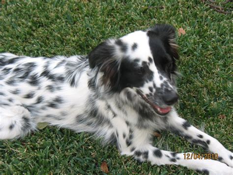 Pin By Will Moore On Dogs English Setter Border Collie Dog Design