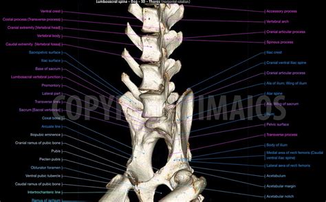 Lumbar Spine Of The Dog On Ct Vet Anatomy