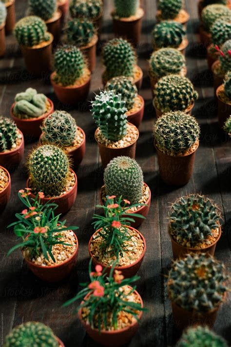 We collected up to 115 ads from hundreds of classified sites for you! Cactus And Succulent Plants For Sale | Stocksy United in ...