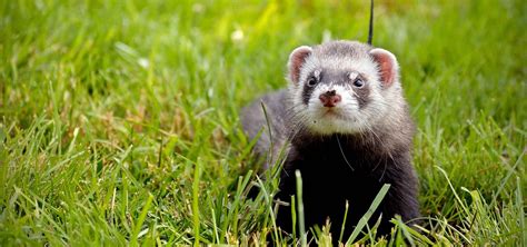 Ferrets are small, like prey, but they don't act or smell like prey. 6 Tips On How To Keep Your Ferret And Home Smell Free ...