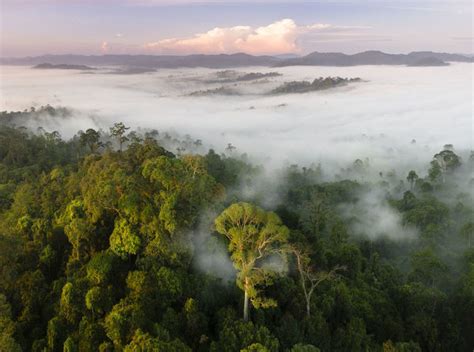 Mist And Low Cloud Hanging Over Lowland Rainforest 15232238