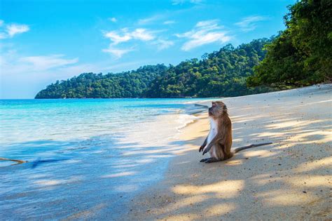 Monkey by the Beach – Preiswerte Fototapete – Photowall