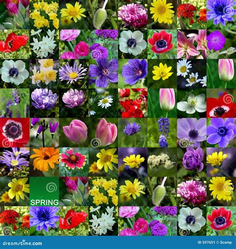Spring Flower Collection Stock Image Image 597651