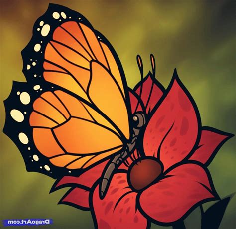 Butterfly And Flower Photos