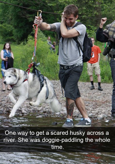 71 Of The Most Hilarious Posts About Huskies Ever Bored