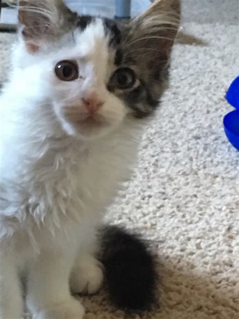 My Cat Tested FIV-Positive! What Should I Do? | PetHelpful