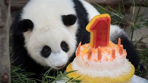 Panda Nachwuchs Im Zoo In Malaysia Feiert Ersten Geburtstag Blick