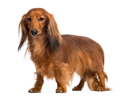 Dachshund Dog Breed Info And Characteristics