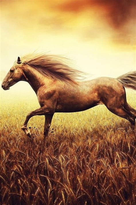 42 Horse Wallpaper For Iphone On Wallpapersafari