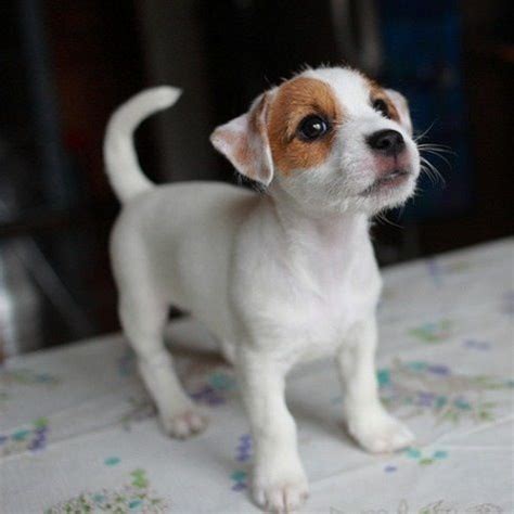 The paw of a newborn puppy of jack jack russell terrier. Jack Russel Terrier baby | Puppies | Pinterest | Babies, Jack o'connell and Terriers