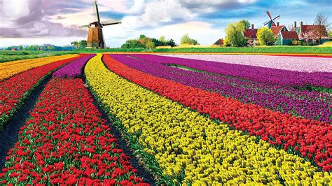 [1920 X 1080] Tulip Field Visit The Prettiest Flower Fields Of The Netherlands Hd Wallpapers