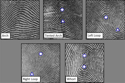 Global Structure Of Fingerprint Images With Different Classes And