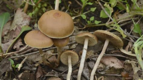 Osu Researchers Discover Why Magic Mushrooms Become Magical Wsyx