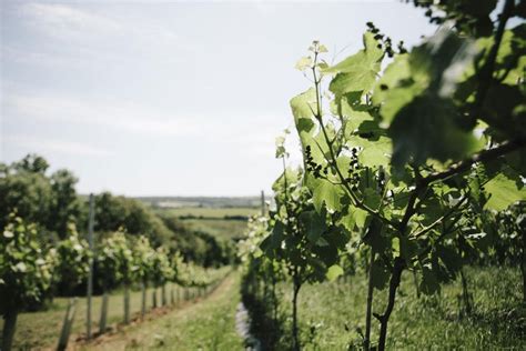 Best Wineries And Vineyards To Visit In England London Evening