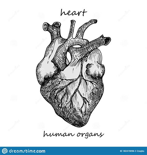 Heart Realistic Hand Drawn Icon Of Human Internal Organs Engraving
