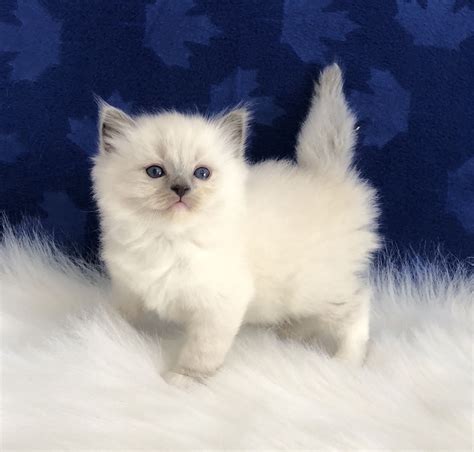 Blue Eyed Kittens For Adoption
