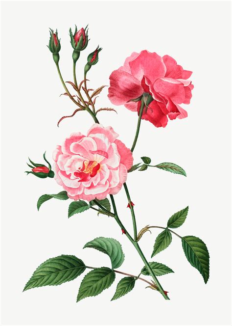 Pink Roses Download Free Vectors Clipart Graphics And Vector Art
