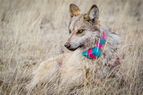 Conservation Groups In Uproar Over Alleged Gray Wolf ‘kill Order