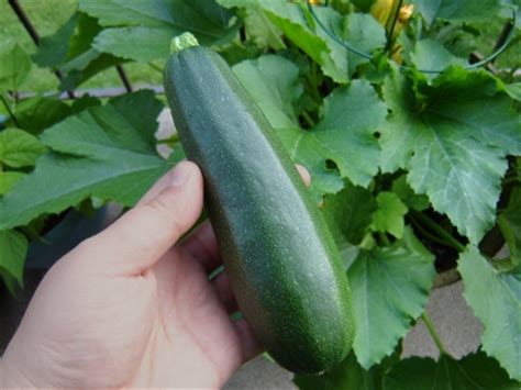 Planting zucchini in pots you can either grow zucchini from seeds or seedlings. Container Zucchini-ing - My Urban Garden
