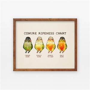 Conure Ripeness Chart Poster Etsy