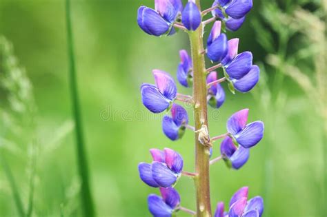 Lupinus Polyphyllus Lupine Flowers In Bloom Close Up Lupine Purple