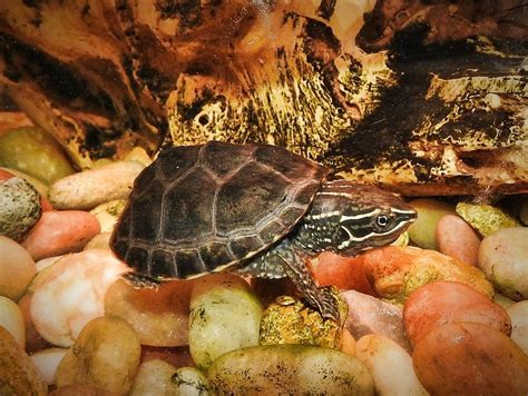 6 Turtles That Stay Small The Best Pets Based On Your Experience