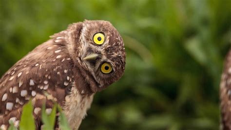 9 Of The Worlds Funniest Birds A Z Animals