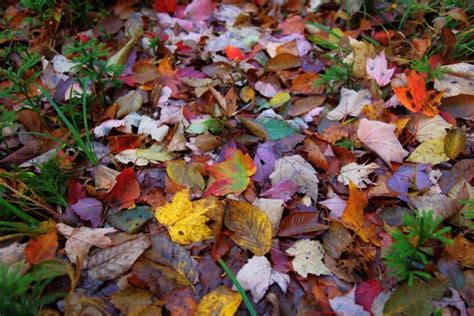 Autumn Leaves Fall Leaf Trail Foliage Free Nature Pictures By