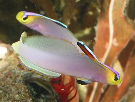 Purple Firefish A Graceful Swimmer Of The Coral Reefs Worldweet