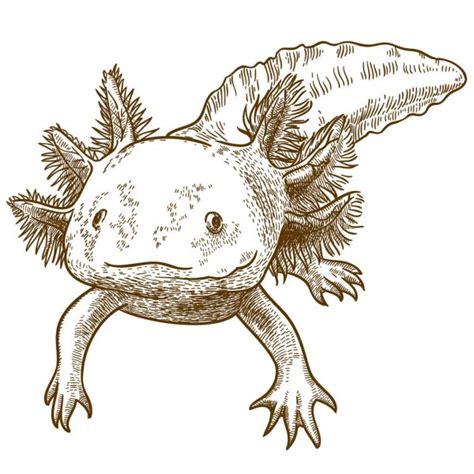 200以上 Axolotl Drawing 253517 Axolotl Drawing Easy