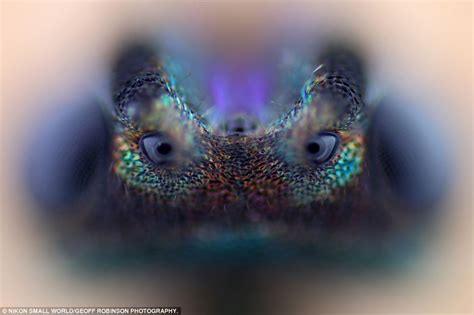 Nikon Reveals Entrants Of Close Up Photography Contest With Amazing