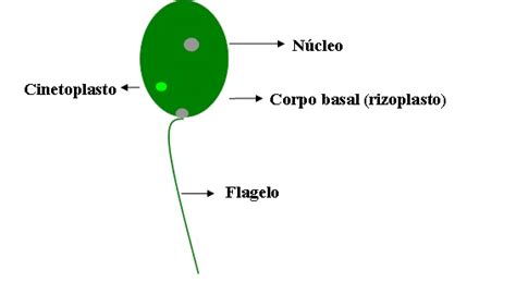 A Interpretação Da Ifi Com Crithidia Lucilae é A Seguinte