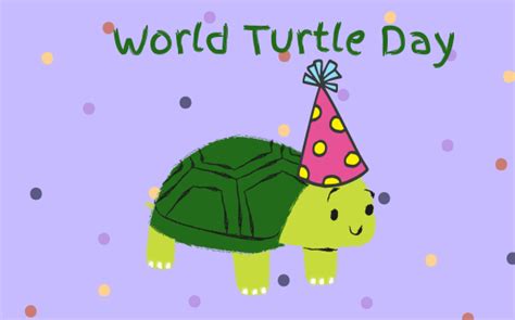 Niche Holidays Slow Moving But Fast To Celebrate Happy World Turtle Day Enstarz