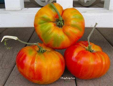 Gold Medal Heirloom Tomato Seeds Organically Grown Packet Etsy