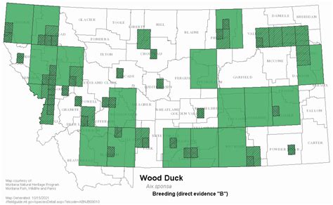 Wood Duck Montana Field Guide