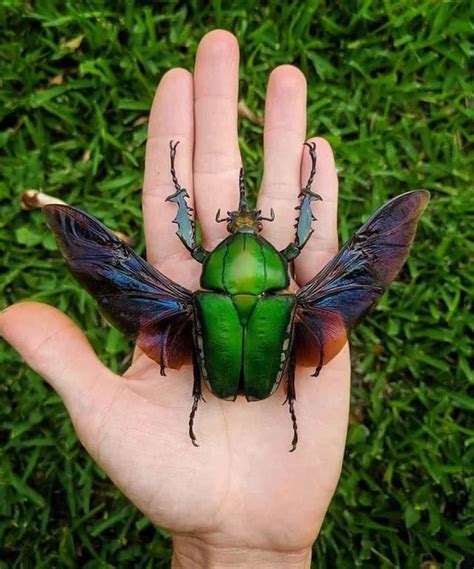 Reddit The Front Page Of The Internet Flower Beetle Beetle Cool