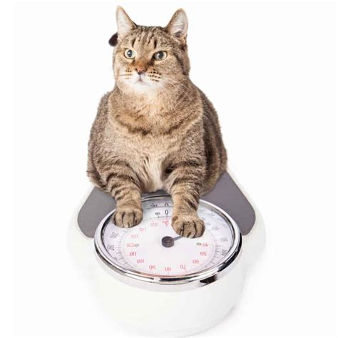 You can find out exactly how much you should be feeding your cat here. Best Cat Food for Weight Loss in 2020 [ Diet Cat Food ...