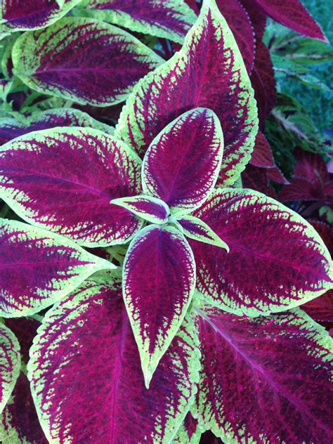Coleus This One Is Beautiful Must Plant A Bunch Of These Under The