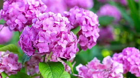 The Best Spot In Your Garden To Plant Hydrangeas House Digest