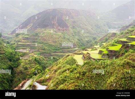 Rice Terrace In The Rain Cordillera Mountains Luzon Philippines