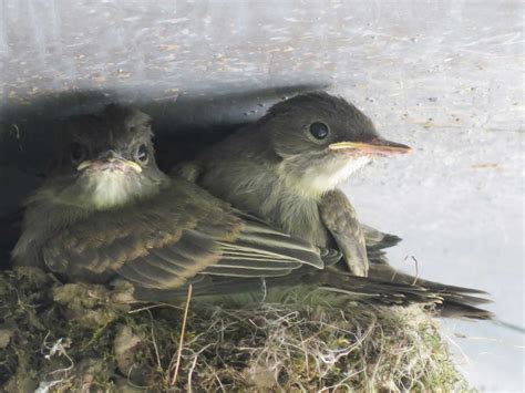 Free download and streaming kanang anak langkau on your mobile phone or pc/desktop. The Swallow has found a Nest for Herself - Ps 84:3 ...