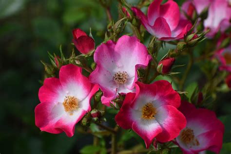 California Wild Roses Flowers Free Photo On Pixabay Pixabay